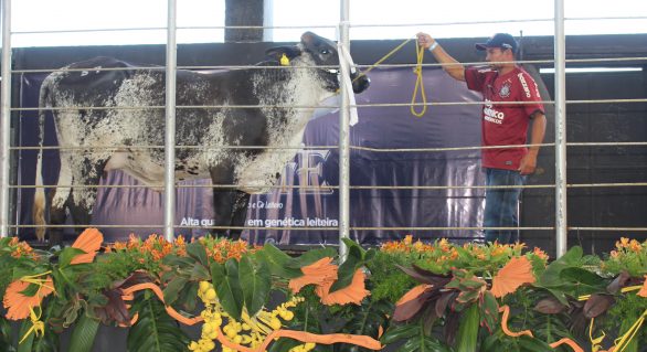 Time do Mais Leite mostra força das raças leiteiras em Alagoas