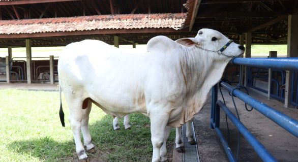 Varrela Produção aposta em docilidade para aumentar qualidade do gado