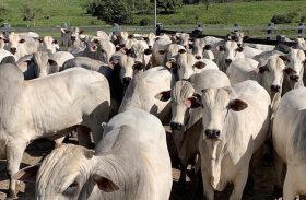 Irmãos Barros Correia reforçam oferta de touros avaliados