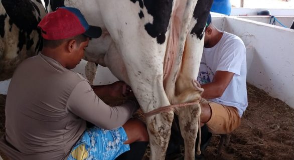 CPLA realiza torneio leiteiro em Belo Monte