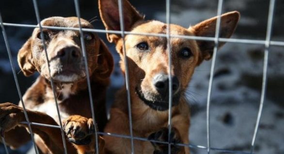 Comissão analisa projeto que aumenta pena para maus-tratos a animais