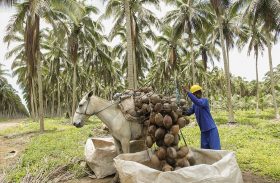 Projeto da Embrapa auxilia no melhoramento da produção de coco em AL