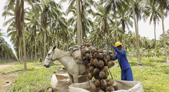 Projeto da Embrapa auxilia no melhoramento da produção de coco em AL