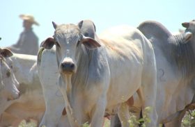 Cotação do boi gordo permanece estável em Alagoas
