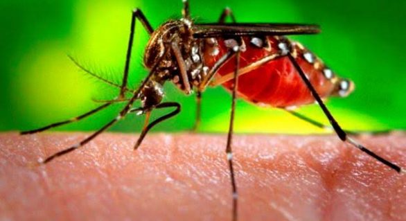 Dengue ameaça estados do Nordeste, Espírito Santo e Rio