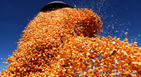 Mercado de milho deve ter preços firmes no 1º semestre do ano