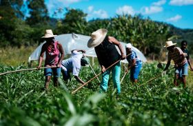 Senado aprova auxílio financeiro para agricultores familiares