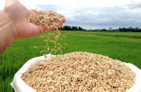 Casca de arroz vira energia em indústria