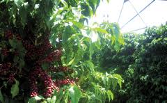 Sustentabilidade da cafeicultura foi discutida no VIII Simpósio de Pesquisa dos Cafés do Brasil