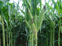 Adubação nitrogenada proporciona ganhos de produtividade ao milho