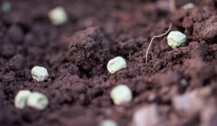 Escassez leva o Ministério da Agricultura rever uso obrigatório de semente orgânica
