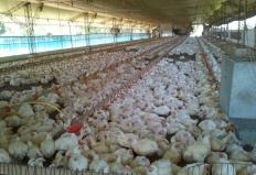 Perspectiva para produção de frangos nos Estados Unidos depende da demanda, mas deve crescer