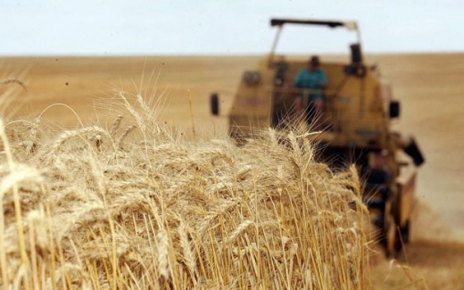 Produtores avaliam safra de trigo