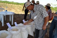 Produção de mandioca ganha mais espaço nas pequenas propriedades do Agreste