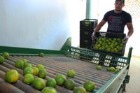 Produção de laranja lima em Alagoas é destaque em revista nacional