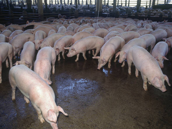 Preços do suíno sobem com demanda de fim de ano