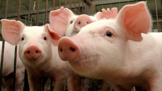 Festas de fim de ano fazem subir preços do suíno vivo e da carne