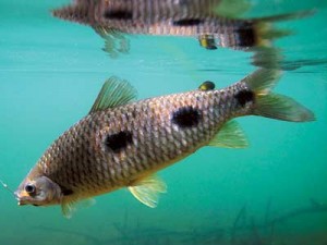 Peixamento da codevasf em Alagoas insere espécies nativas no rio São Francisco