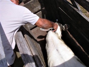 Vacinação contra aftosa conquista 95% de cobertura em Alagoas