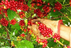 Receita com exportação do café em 2013 cai 19,1% em comparação com 2012