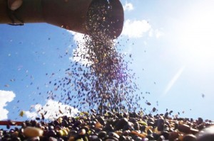 Governo deve comprar 64 mil toneladas de feijão por meio de AGF em fevereiro