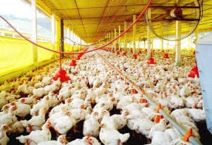 Produtores de frango começam 2014 mantendo lucratividade