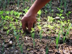 BNDES abre financiamento para pequeno produtor agroecológico