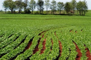 Preço agrícola no atacado fecha 2013 com queda 1,76%