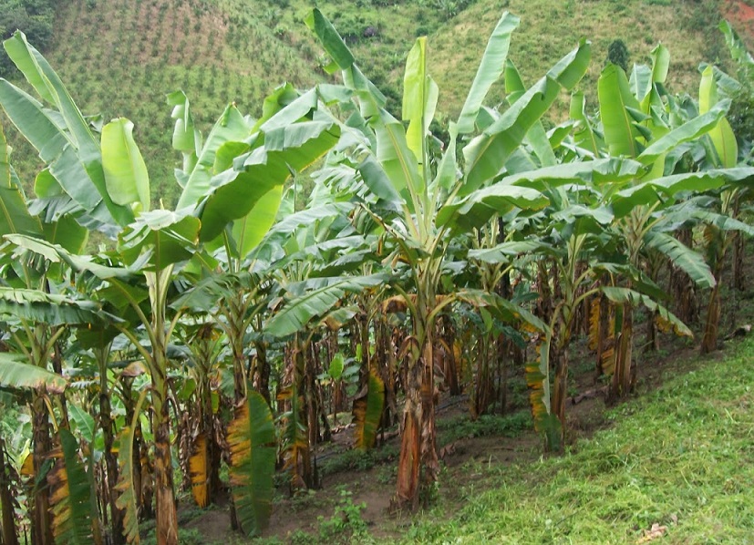 Cultivo de banana ganha força em União dos Palmares