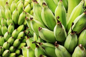 Cultivo de banana ganha força na cidade de União dos Palmares