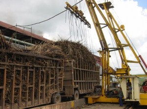 Copersucar reduz previsão da safra de cana-de-açúcar para 570 milhões de toneladas