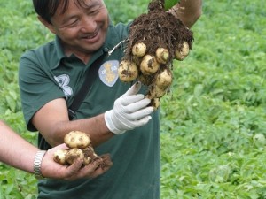 Novas cultivares de batata para a indústria