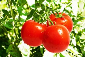 Novo tomate antioxidante pode ajudar na prevenção de doenças degenerativas
