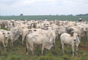 Estiagem influencia a queda na oferta de gado e a alta da arroba