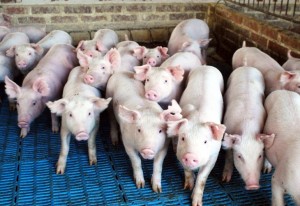 Ministério da Agricultura pode incluir carne suína na política de preços mínimos