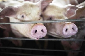 Exportações de suínos registram queda pelo terceiro mês consecutivo