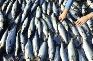 Setor de pesca se prepara para participar da Expo Milão