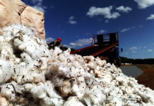 Novo preço mínimo do algodão cobre custos da safra, diz Neri Geller
