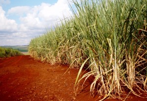Fevereiro segue com calor intenso e preocupa produtores de cana-de-açúcar
