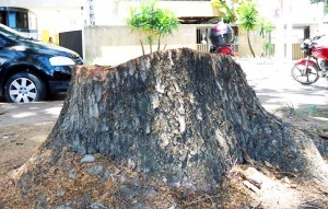 Sempma esclarece supressão de árvore na Orla de Maceió
