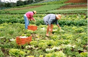 Dia de Campo vai estimular produção de alimentos orgânicos
