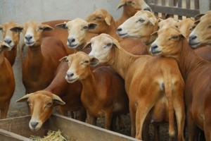 Produtores de Estrela de Alagoas e Cacimbinhas receberam 400 ovinos