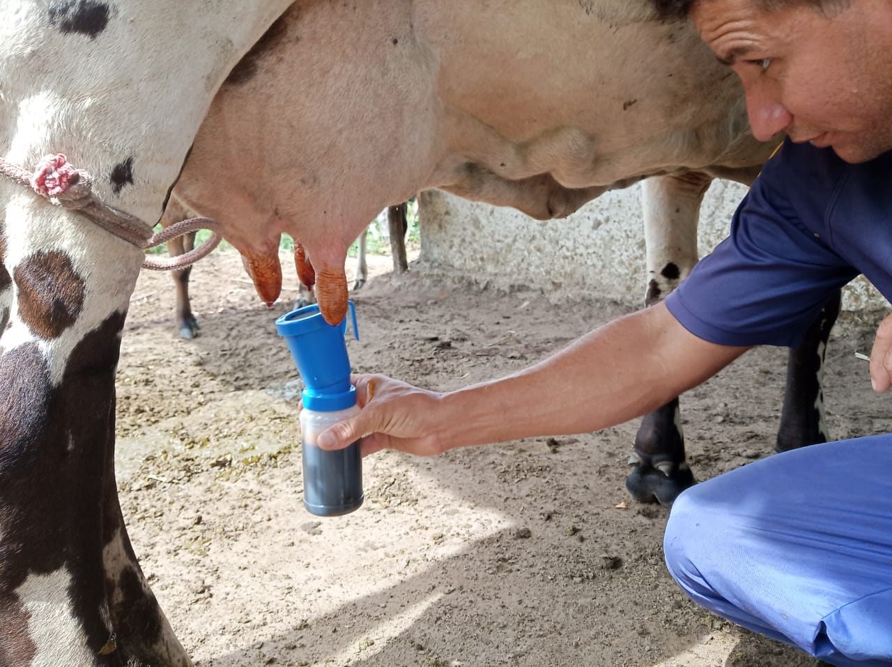 Assistência técnica da CPLA garante qualidade leiteira