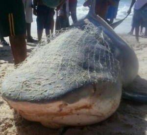 Dois tubarões são capturados em Alagoas