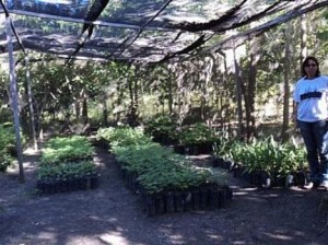Arboretum recebe pedidos para aquisição de mudas até o dia 30 de abril