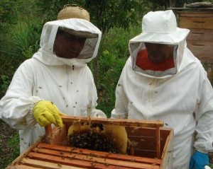 Jequiá da Praia adota modelo de desenvolvimento sustentável na apicultura
