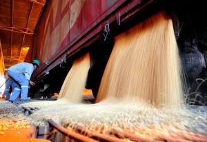 Conab projeta safra de grãos 2013/2014 em 190,6 milhões de toneladas