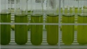 Etanol de 3° geração poderá ser produzido com algas