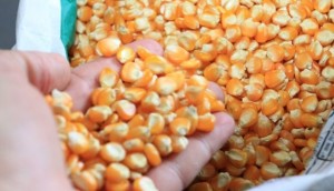 CPLA participa de distribuição de sementes para produtores em Batalha