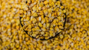 Nordeste: quantidade de milho oferecida pela Conab diminuiu